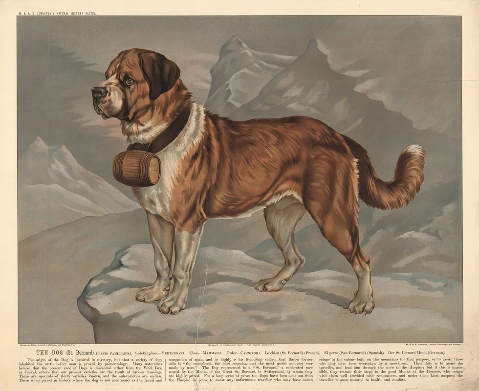 The Dog St Bernard