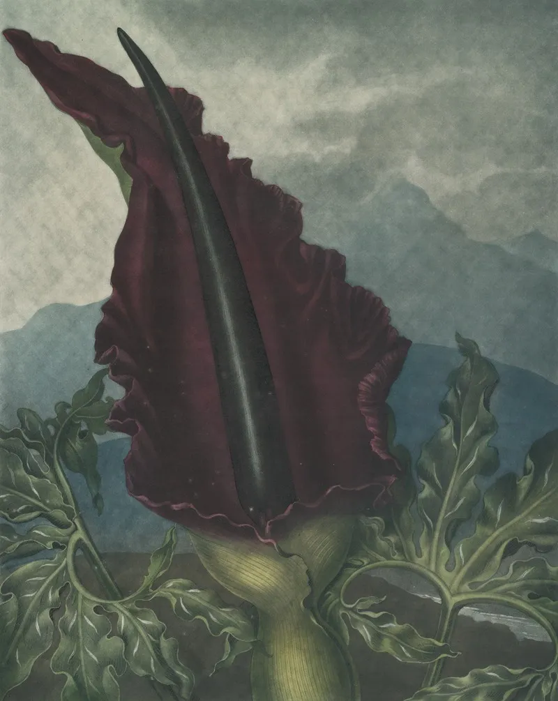 The Dragon Arum 2 Wall Art by Robert John Thornton - High-Resolution Digital Print