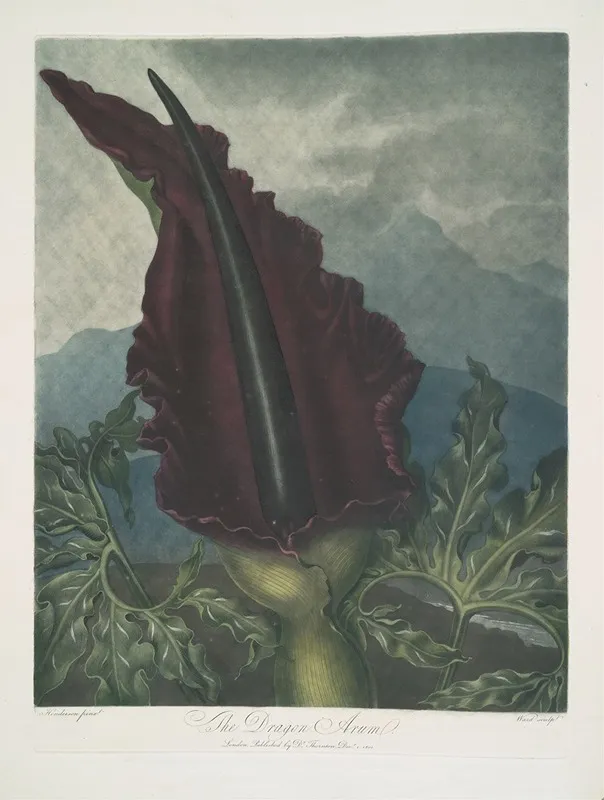 The Dragon Arum Wall Art by Robert John Thornton - High-Resolution Digital Print