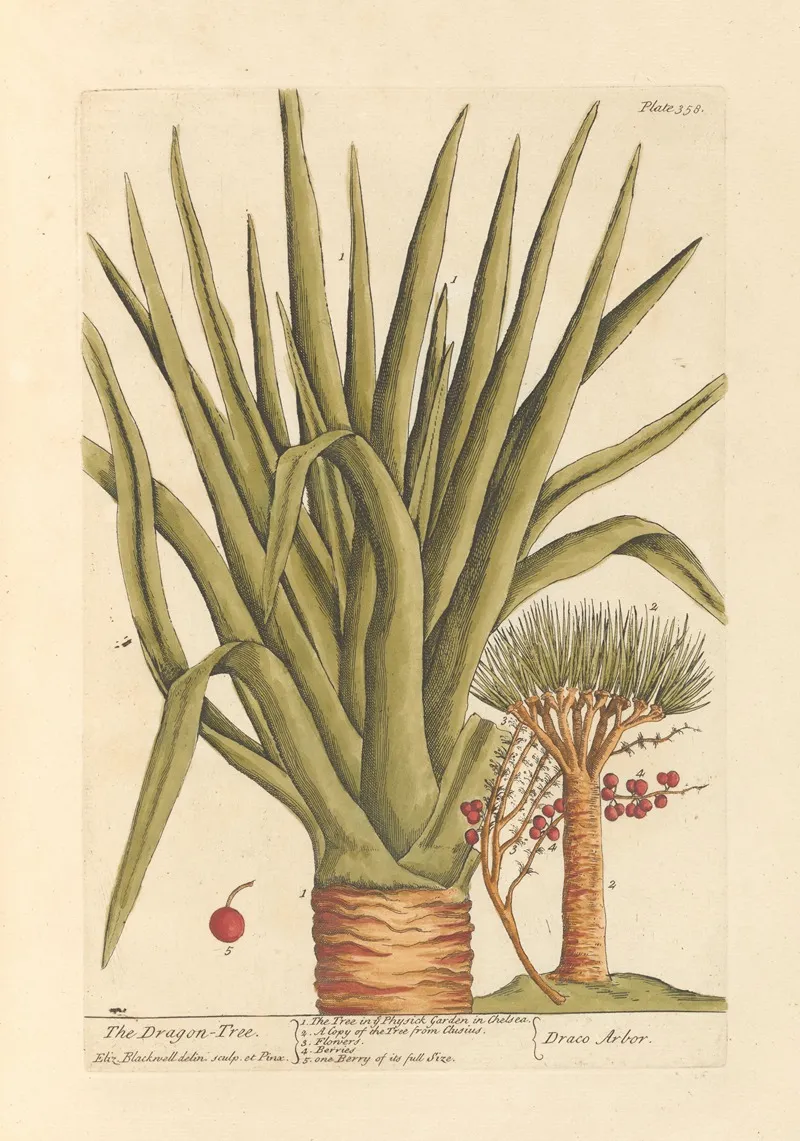 The Dragon Tree Wall Art by Elizabeth Blackwell - High-Resolution Digital Print
