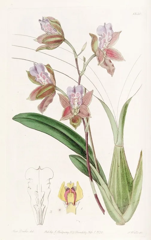 The Duke Of Bedfords Oncidium Wall Art by Sydenham Edwards - High-Resolution Digital Print