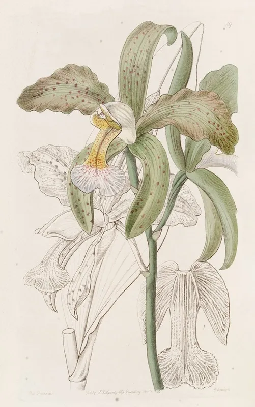 The Duke Of Bedfords Rough Lipped Cattleya Wall Art by Sydenham Edwards - High-Resolution Digital Print