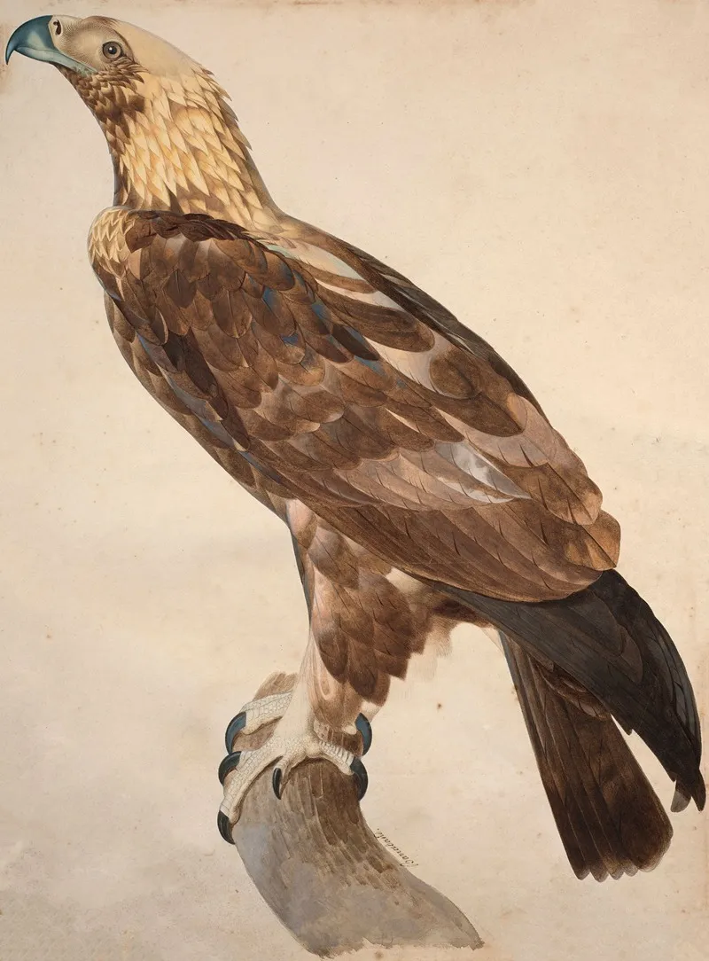 The Eagle Of Thebes Wall Art by Jacques Barraband - High-Resolution Digital Print