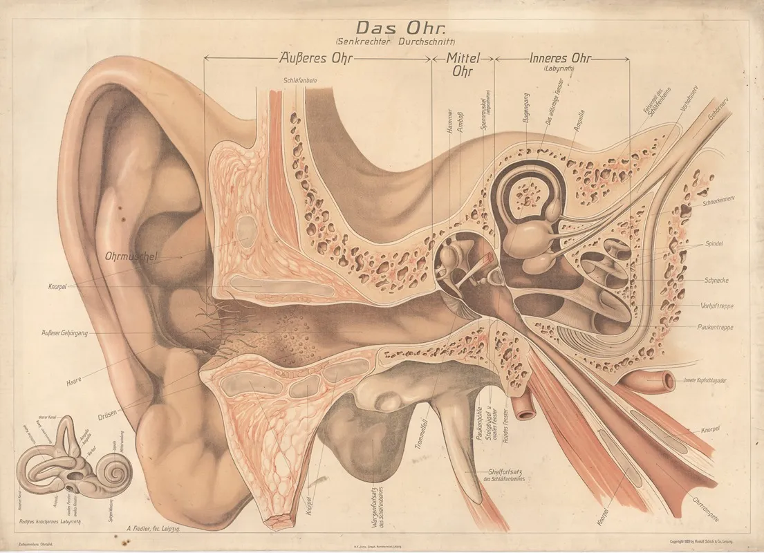 The Ear