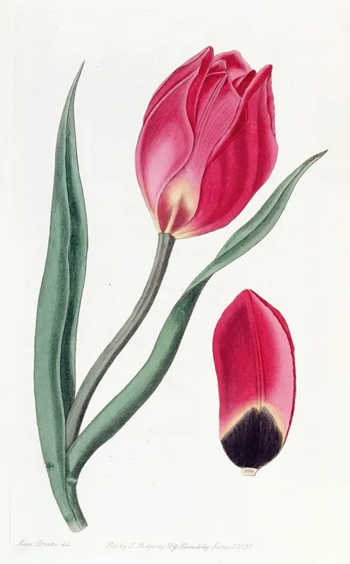 The Early Suns Eye Tulip Wall Art by Sydenham Edwards - High-Resolution Digital Print