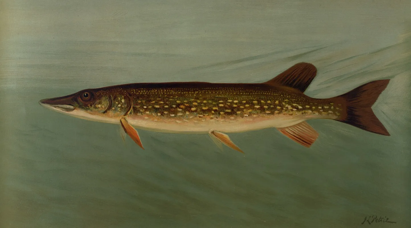 The Eastern Or Banded Pickerel Lucius Reticulatus Wall Art by John L. Petrie - High-Resolution Digital Print