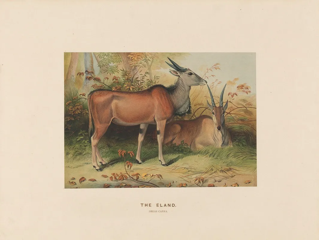 The Eland 2 Wall Art by Joseph Wolf - High-Resolution Digital Print