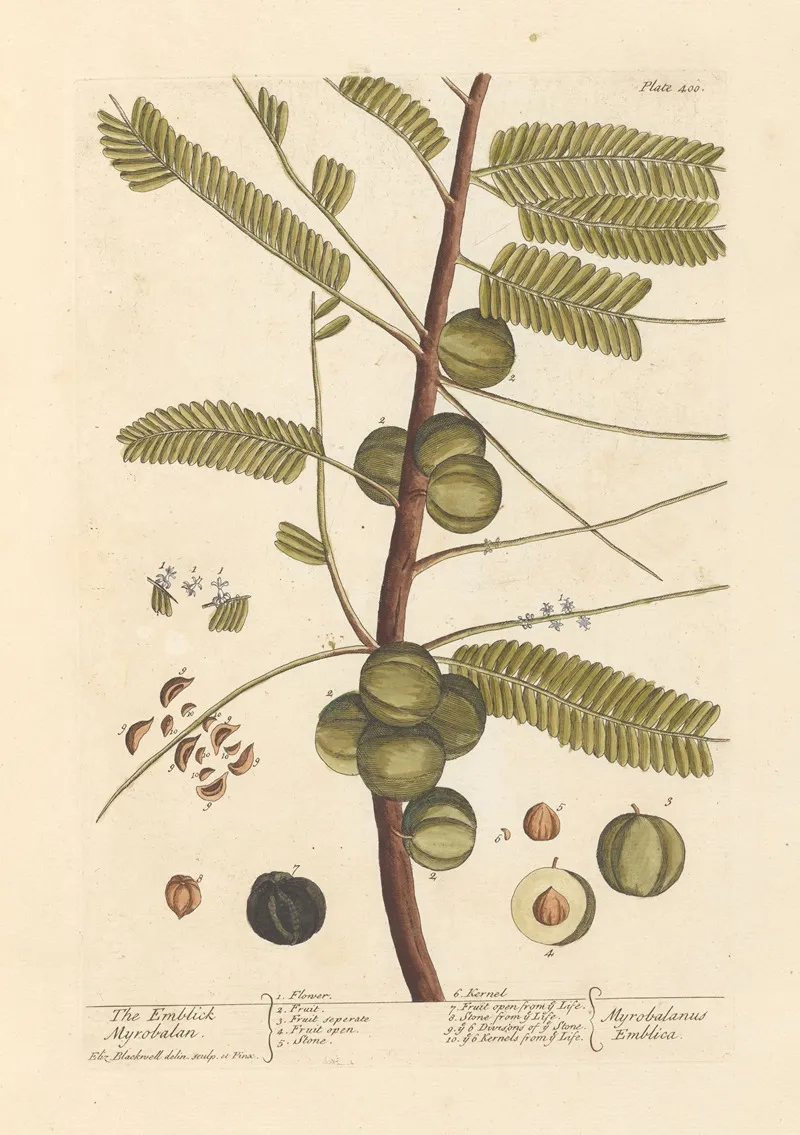 The Emblick Myrobalan Wall Art by Elizabeth Blackwell - High-Resolution Digital Print