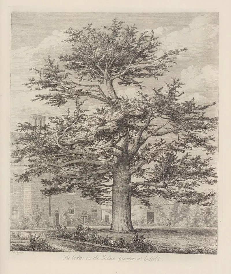 The Enfield Cedar Wall Art by Jacob George Strutt - High-Resolution Digital Print