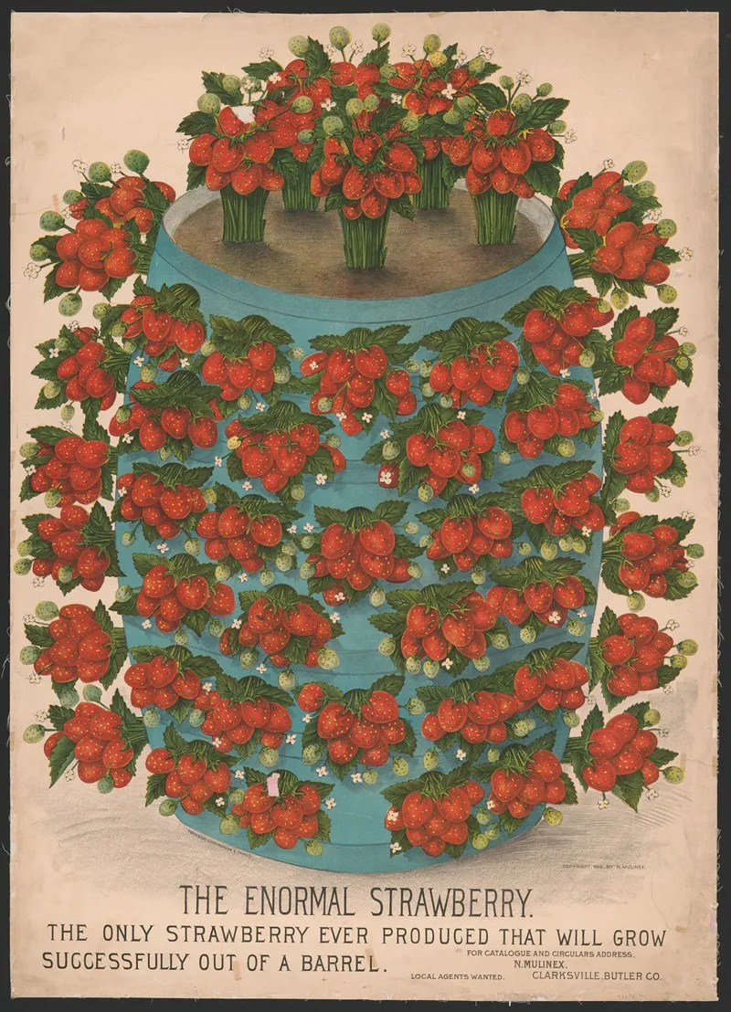 The Enormal Strawberry The Only Strawberry Ever Produced That Will Grow Successfully Out Of A Barrel Wall Art by Rochester Lithographing & Print. Co. - High-Resolution Digital Print