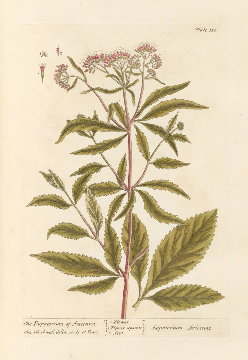 The Eupatorium Of Avicenna Wall Art by Elizabeth Blackwell - High-Resolution Digital Print