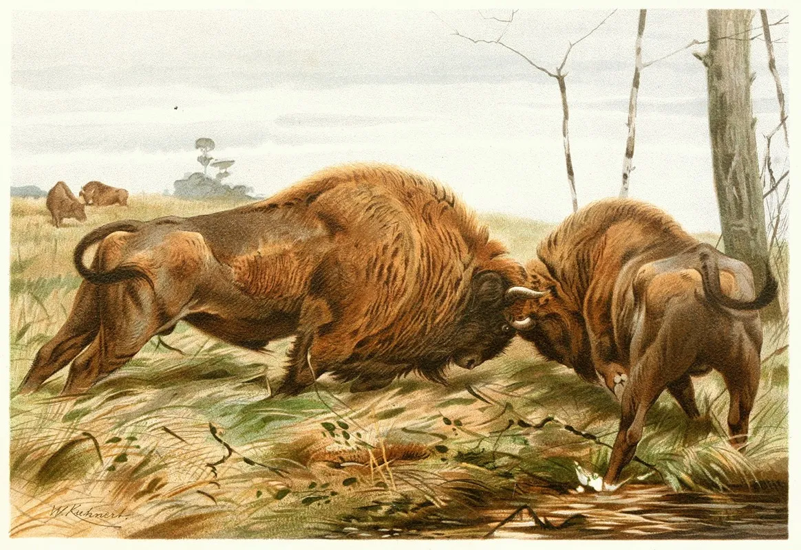 The European Bison Wall Art by Wilhelm Kuhnert - High-Resolution Digital Print
