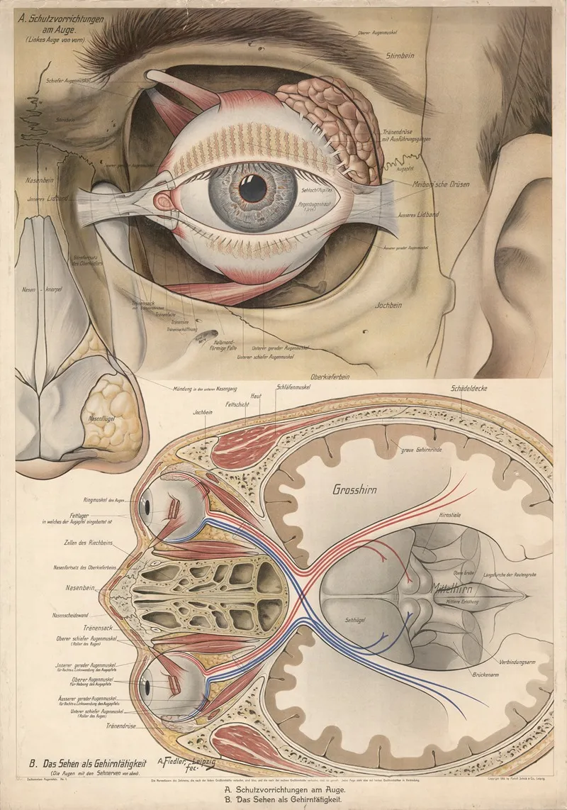 The Eye