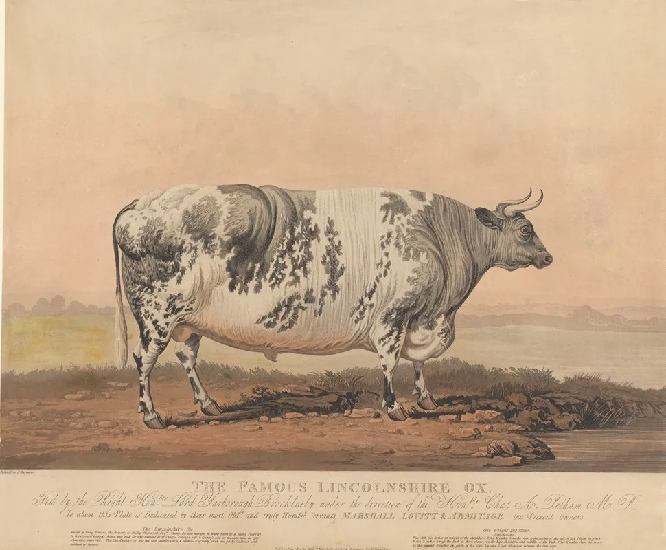 The Famous Lincolnshire Ox Wall Art by James Barenger - High-Resolution Digital Print
