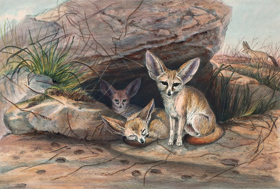 The Fennec Fox Wall Art by Joseph Wolf - High-Resolution Digital Print