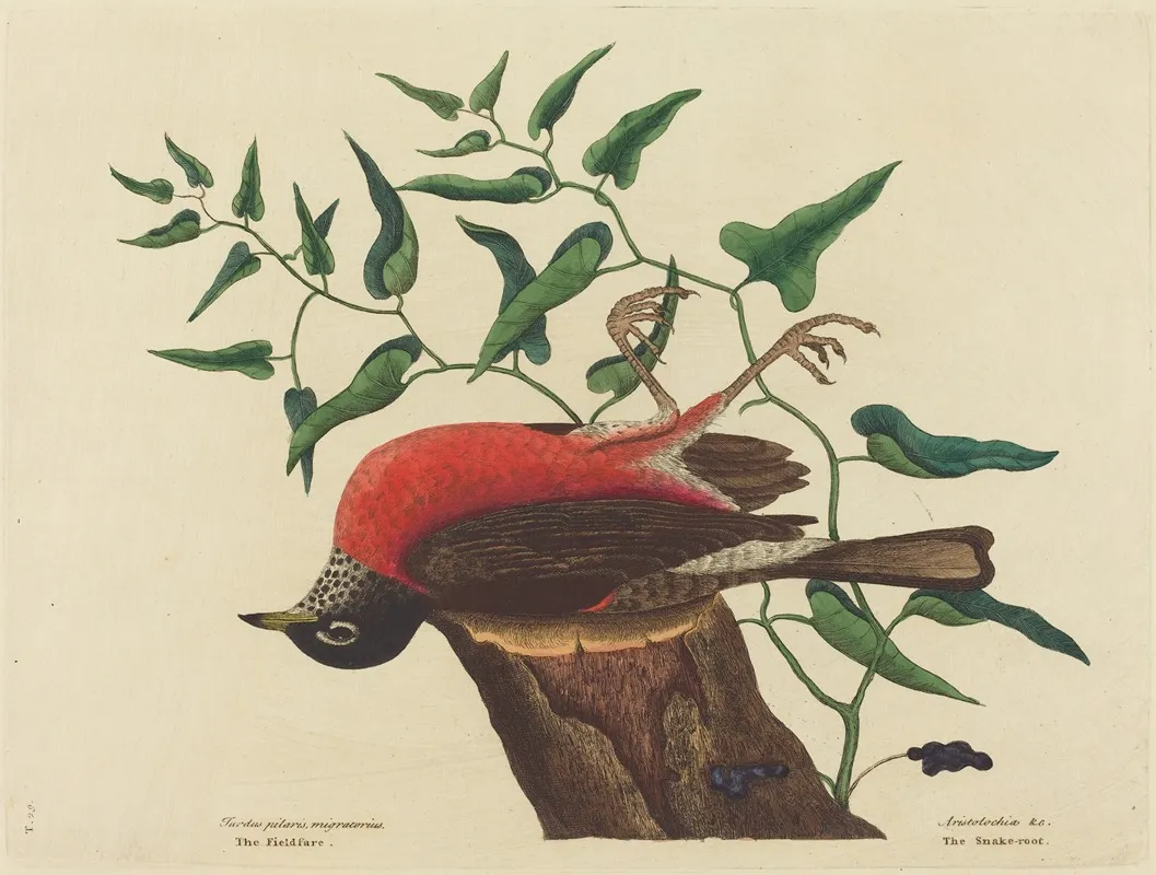 The Fieldfare Of Carolina Turdus Migratorius Wall Art by Mark Catesby - High-Resolution Digital Print