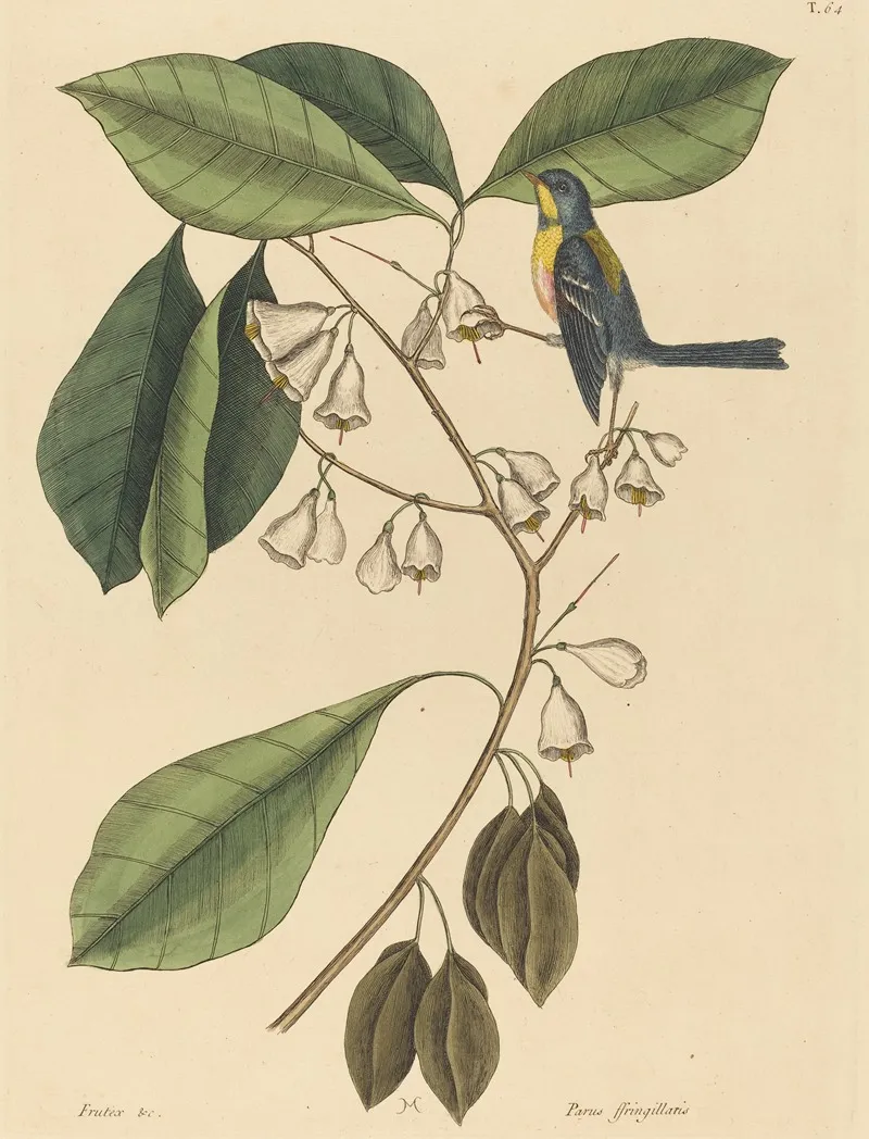 The Finch Creeper Parus Americanus Wall Art by Mark Catesby - High-Resolution Digital Print