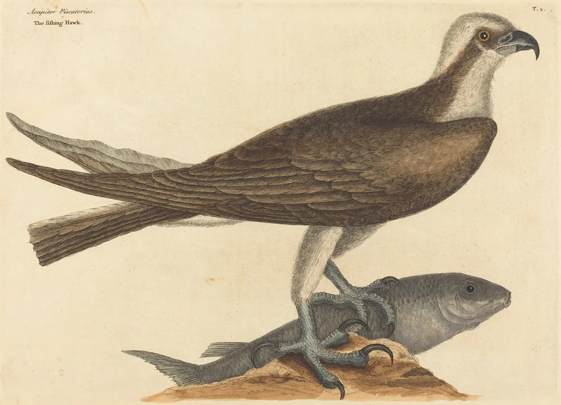 The Fishing Hawk Falco Haliaetus Wall Art by Mark Catesby - High-Resolution Digital Print