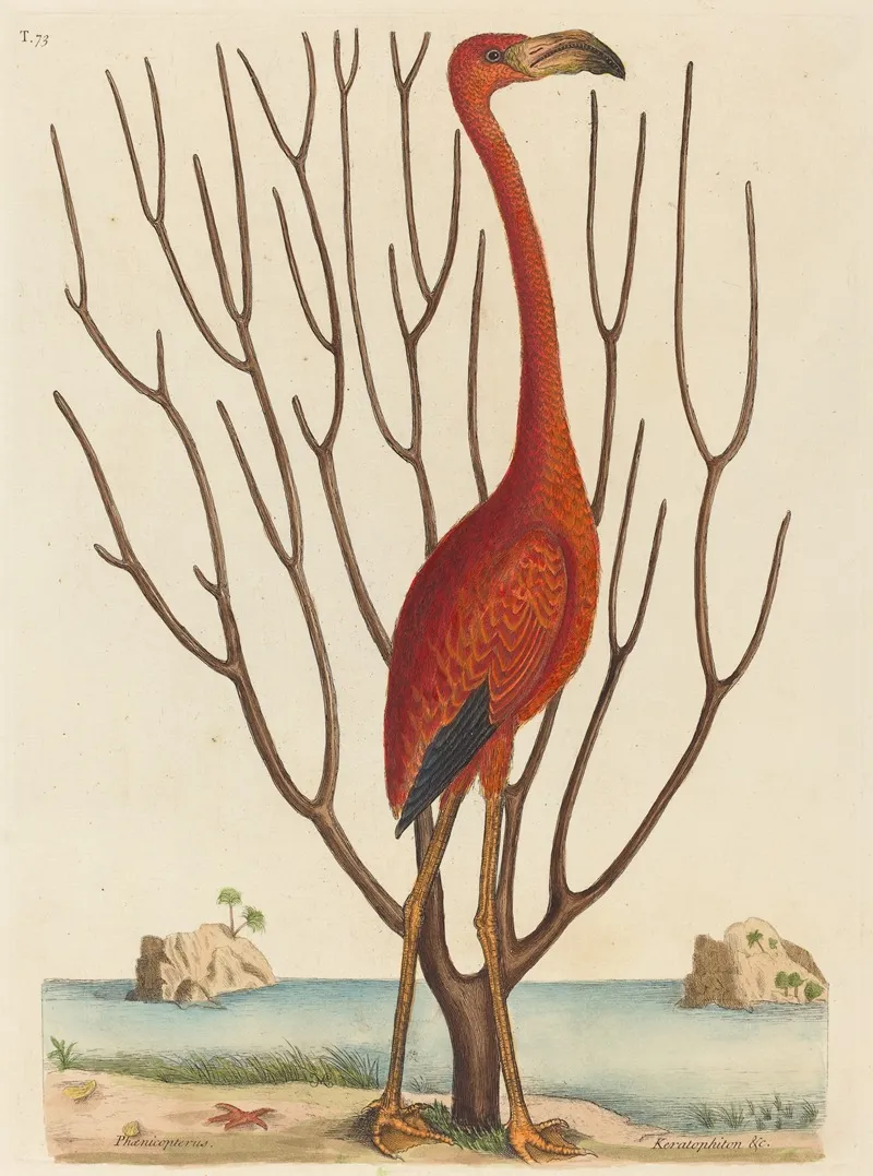 The Flamingo Phoenicopterus Ruber Wall Art by Mark Catesby - High-Resolution Digital Print