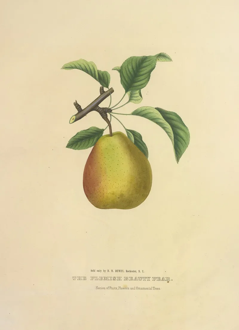 The Flemish Beauty Pear Wall Art by Dellon Marcus Dewey - High-Resolution Digital Print