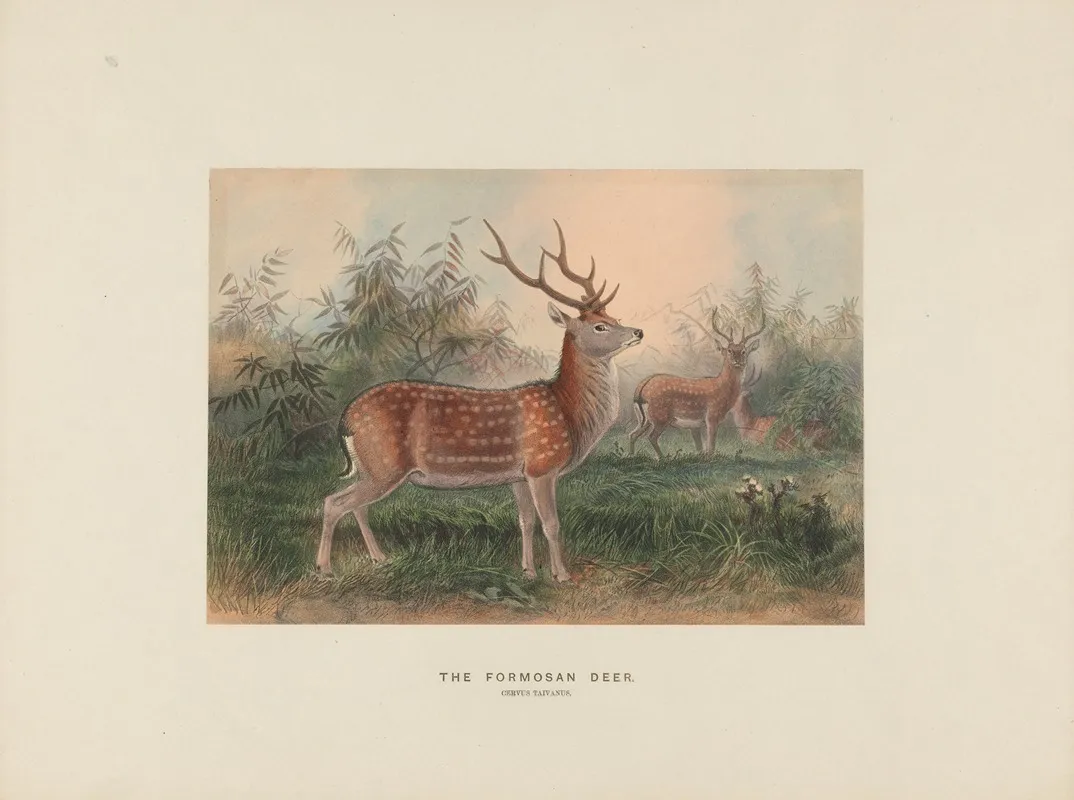 The Formosan Deer 2 Wall Art by Joseph Wolf - High-Resolution Digital Print