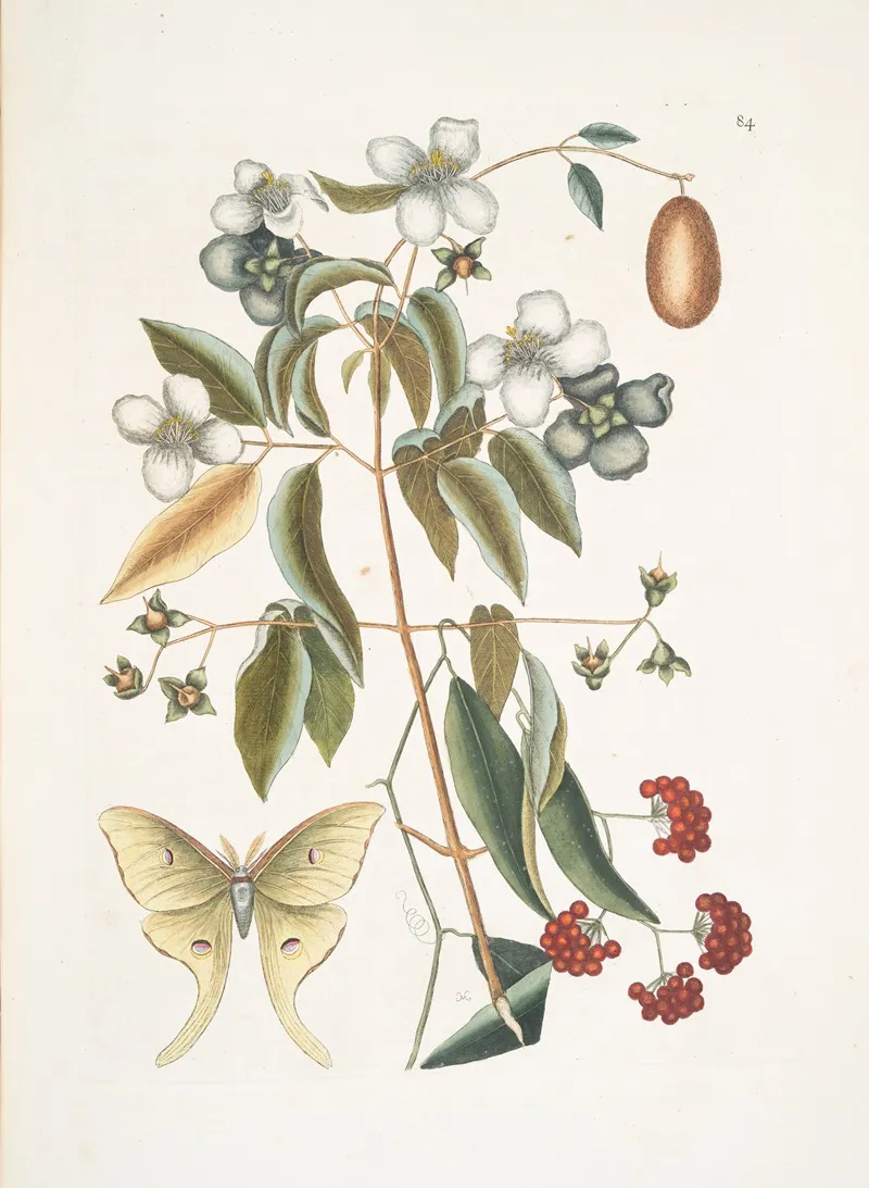 The Four Eyed Night Butterfly Wall Art by Mark Catesby - High-Resolution Digital Print