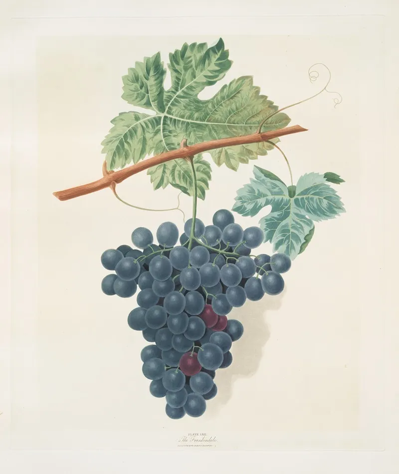 The Frankindale Grape Wall Art by George Brookshaw - High-Resolution Digital Print