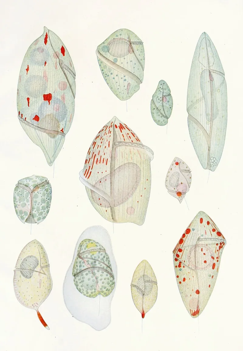 The Free Living Unarmored Dinoflagellata Pl 10 Wall Art by Charles Atwood Kofoid - High-Resolution Digital Print
