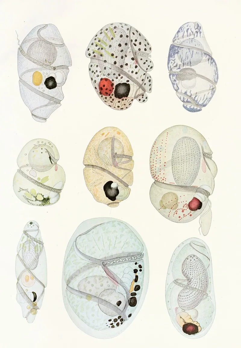 The Free Living Unarmored Dinoflagellata Pl 11 Wall Art by Charles Atwood Kofoid - High-Resolution Digital Print
