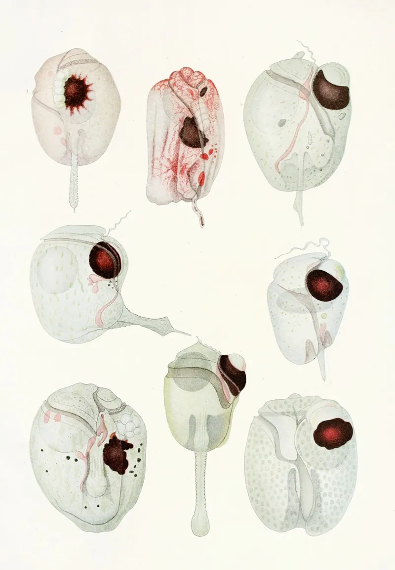 The Free Living Unarmored Dinoflagellata Pl 12 Wall Art by Charles Atwood Kofoid - High-Resolution Digital Print
