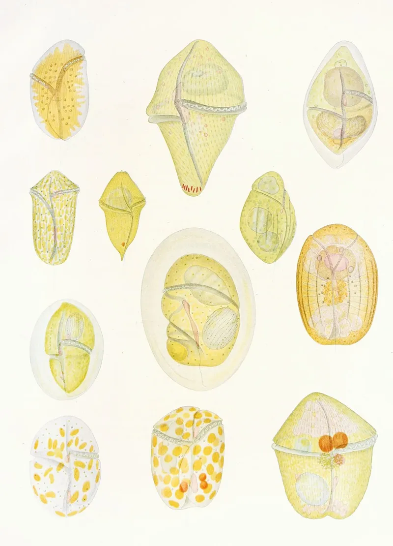 The Free Living Unarmored Dinoflagellata Pl 1 Wall Art by Charles Atwood Kofoid - High-Resolution Digital Print