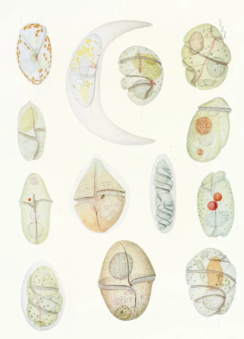 The Free Living Unarmored Dinoflagellata Pl 2 Wall Art by Charles Atwood Kofoid - High-Resolution Digital Print