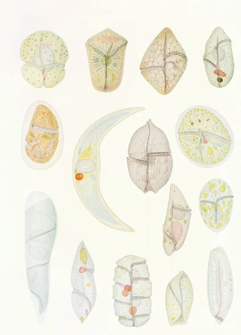 The Free Living Unarmored Dinoflagellata Pl 4 Wall Art by Charles Atwood Kofoid - High-Resolution Digital Print