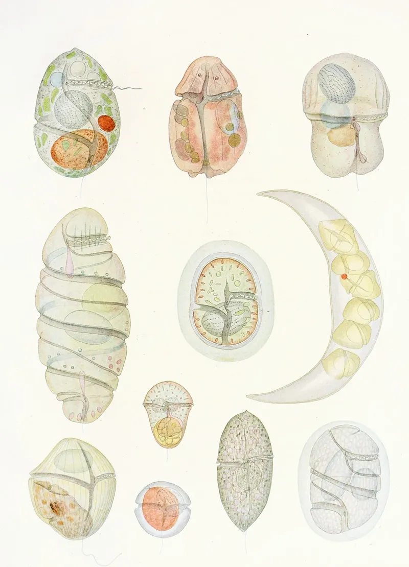 The Free Living Unarmored Dinoflagellata Pl 5 Wall Art by Charles Atwood Kofoid - High-Resolution Digital Print