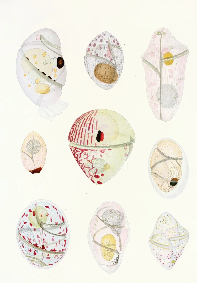 The Free Living Unarmored Dinoflagellata Pl 6 Wall Art by Charles Atwood Kofoid - High-Resolution Digital Print