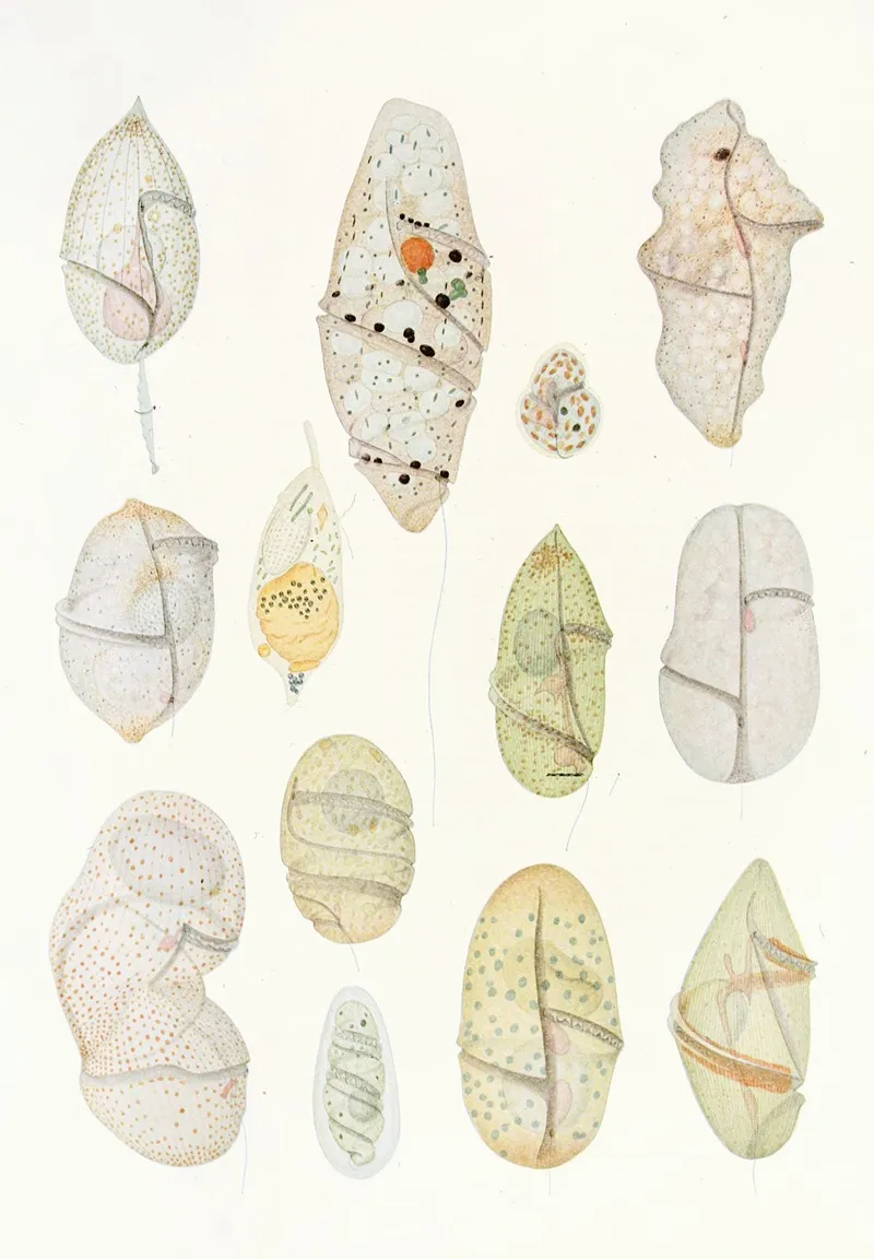 The Free Living Unarmored Dinoflagellata Pl 7 Wall Art by Charles Atwood Kofoid - High-Resolution Digital Print