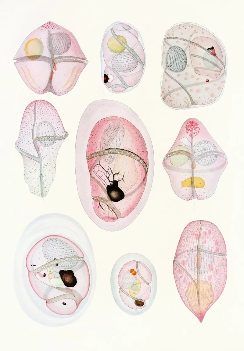 The Free Living Unarmored Dinoflagellata Pl 8 Wall Art by Charles Atwood Kofoid - High-Resolution Digital Print
