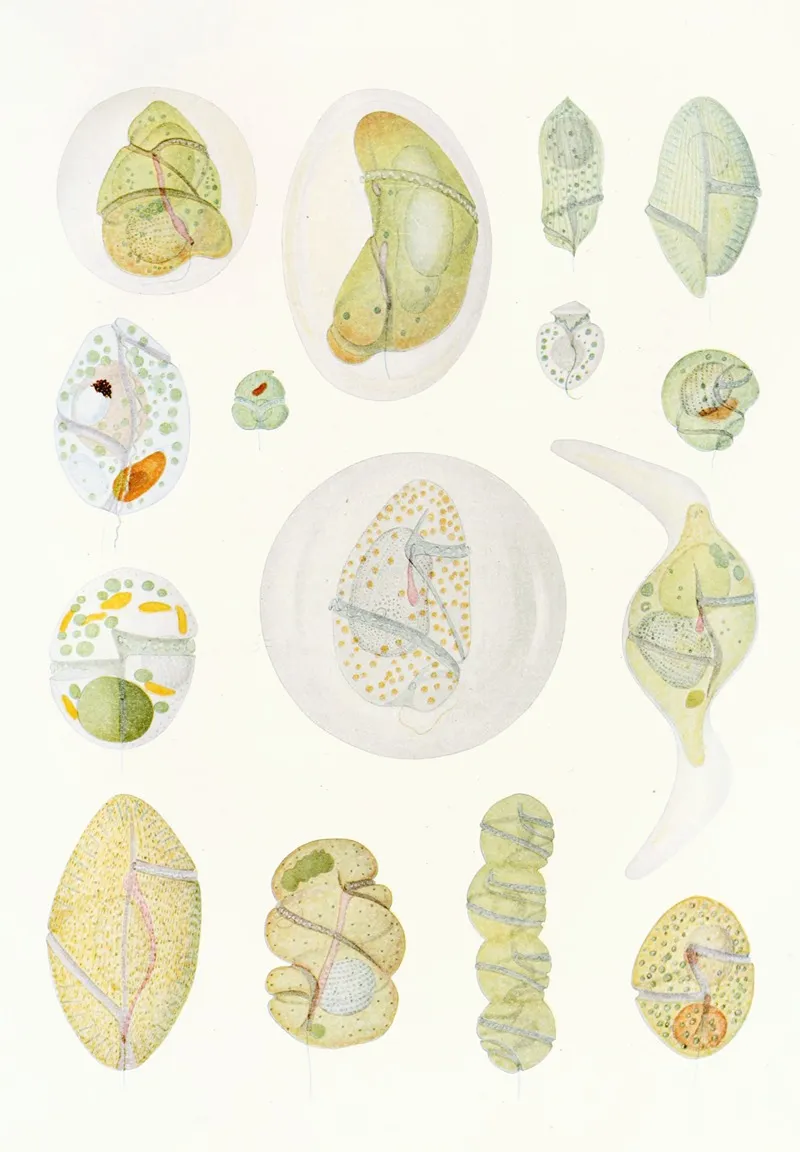 The Free Living Unarmored Dinoflagellata Pl 9 Wall Art by Charles Atwood Kofoid - High-Resolution Digital Print
