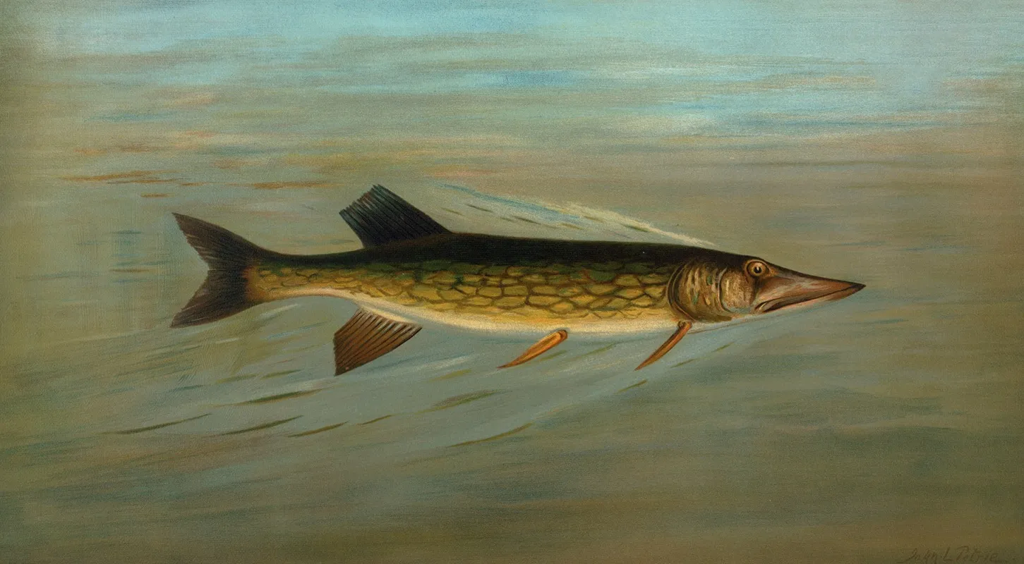 The Fresk Water Drum Or Sheepshead Aplodinotus Grunniens Wall Art by John L. Petrie - High-Resolution Digital Print