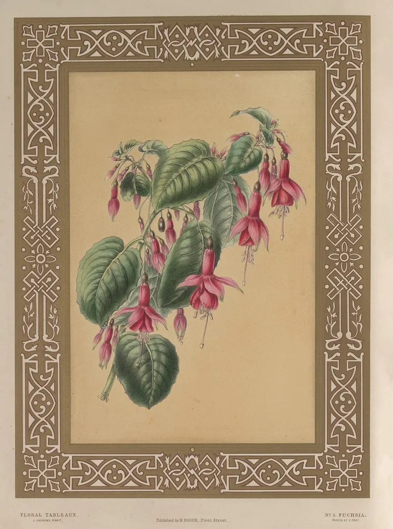 The Fuchsia Wall Art by James Andrews - High-Resolution Digital Print