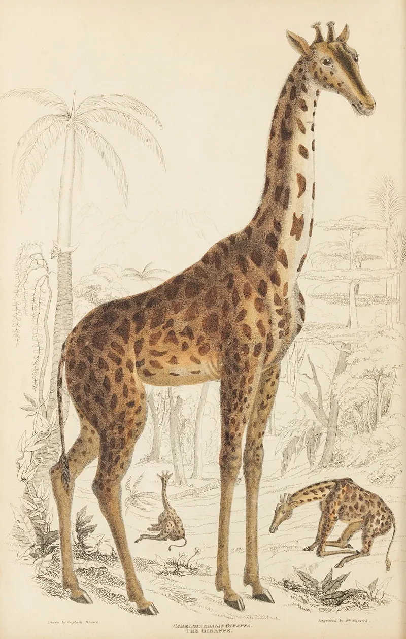 The Giraffe Wall Art by William MacGillivray - High-Resolution Digital Print