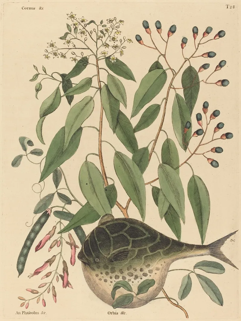 The Globe Fish Tetrodon Lagocephalus Wall Art by Mark Catesby - High-Resolution Digital Print