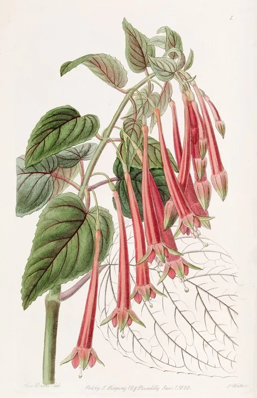 The Glowing Fuchsia Wall Art by Sydenham Edwards - High-Resolution Digital Print