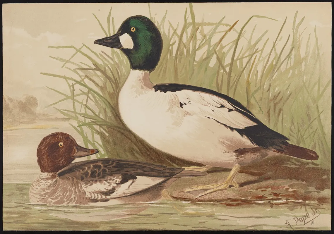 The Golden Eye Or Whistler Bucephala Clangula Wall Art by Alexander Pope Jr. - High-Resolution Digital Print