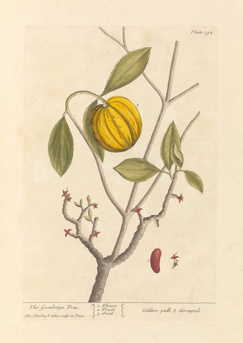The Gombooge Tree Wall Art by Elizabeth Blackwell - High-Resolution Digital Print