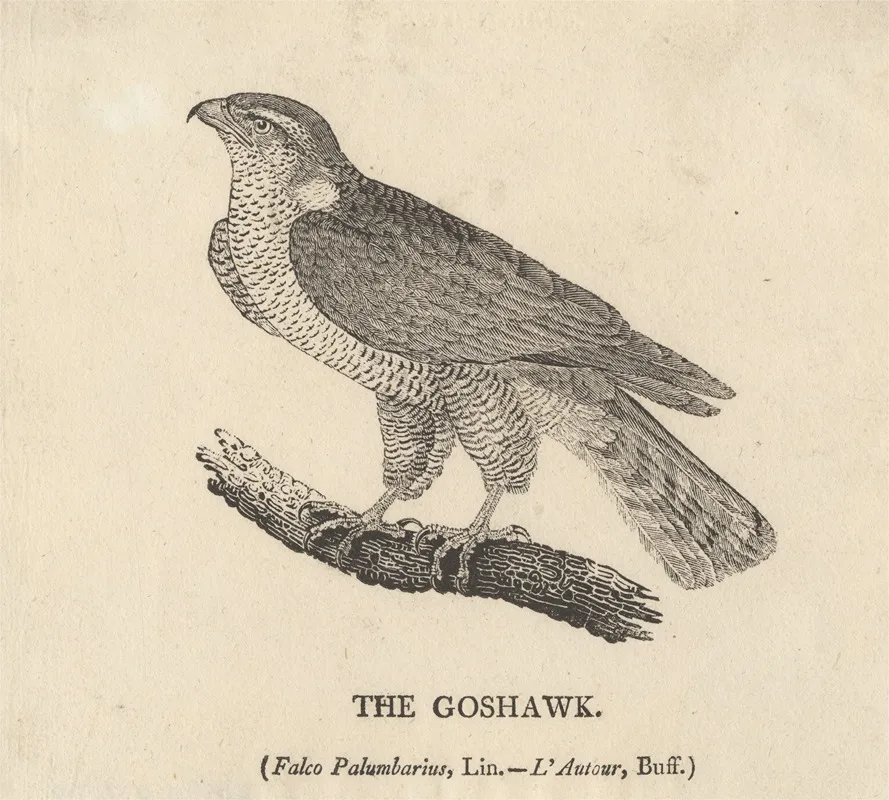 The Goshawk Wall Art by Thomas Bewick - High-Resolution Digital Print