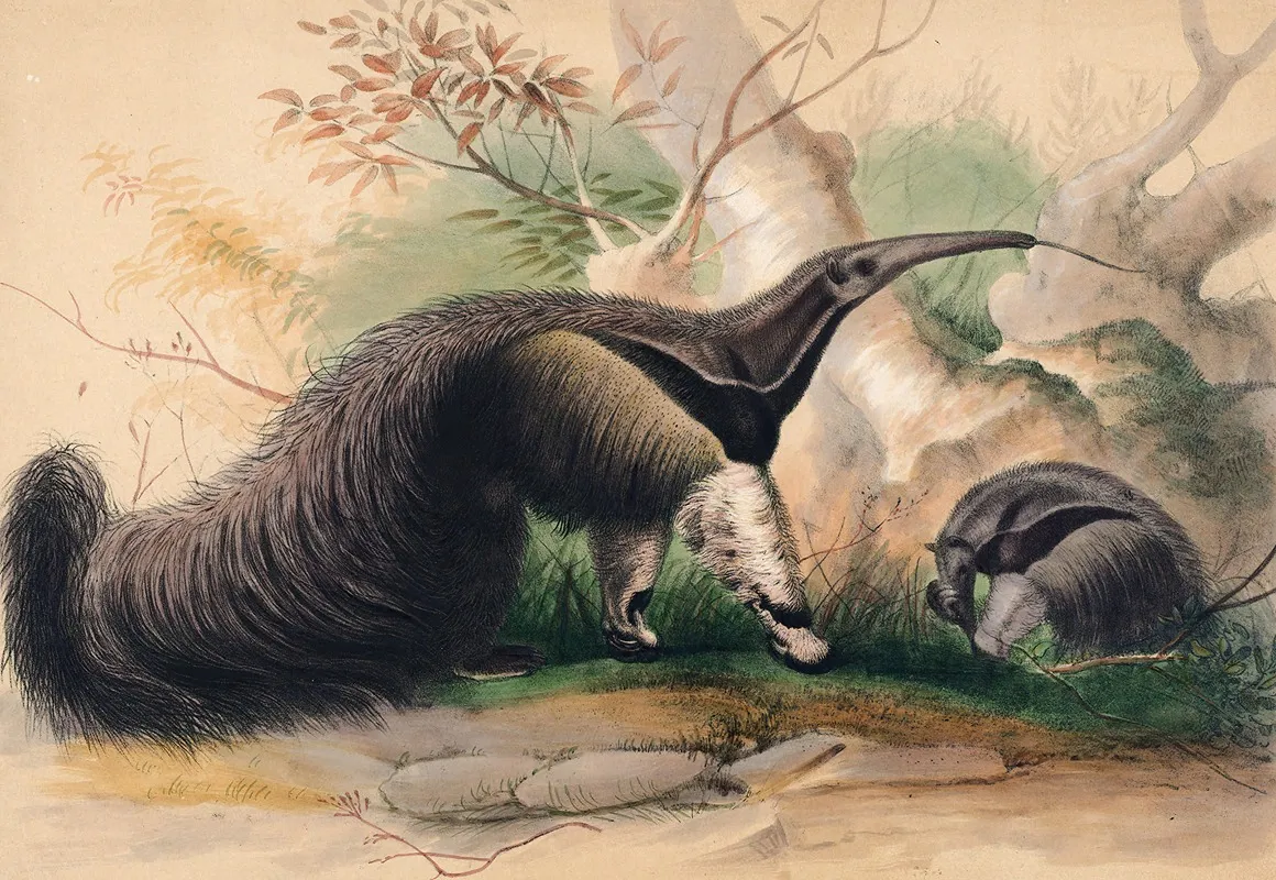 The Great Anteater Wall Art by Joseph Wolf - High-Resolution Digital Print