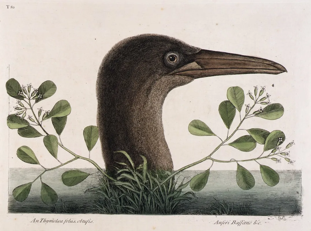 The Great Booby An Thymelaea Foliis Obtusis Anseri Bassano C Wall Art by Mark Catesby - High-Resolution Digital Print