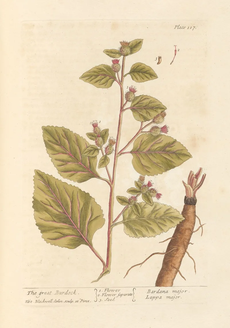 The Great Burdock Wall Art by Elizabeth Blackwell - High-Resolution Digital Print