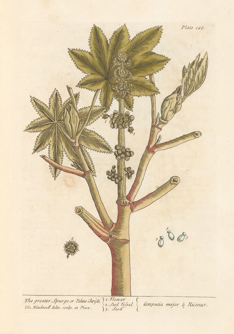 The Greater Spurge Or Palma Christi Wall Art by Elizabeth Blackwell - High-Resolution Digital Print